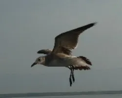 al vuelo