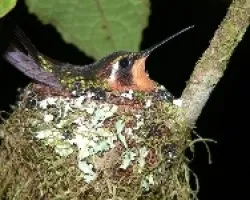 colibri