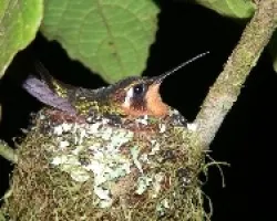 colibri