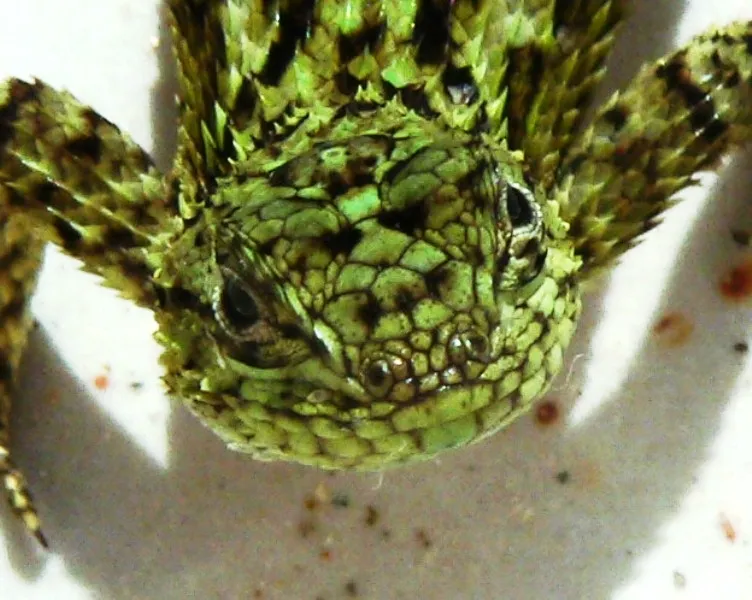 Foto