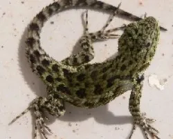 lagartija en mi casa
