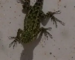 lagartija en mi casa