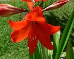 fores de mi jardin