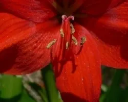 fores de mi jardin