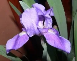 belleza morada