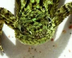 lagartija en mi casa