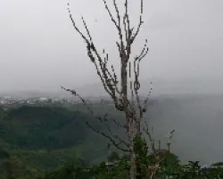 lluvia tras arbol seco