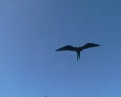 ave en azul