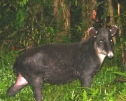 dantas