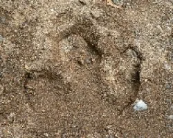 huellas de danta