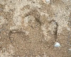 huellas de danta