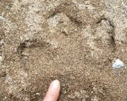 huellas de danta