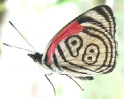 mariposa con numero