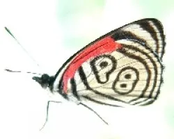 mariposa con numero