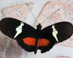 mariposa tricolor