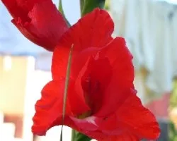 roja con hormiga