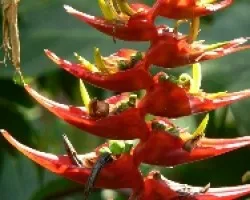heliconia