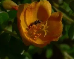 flor de mi jardin