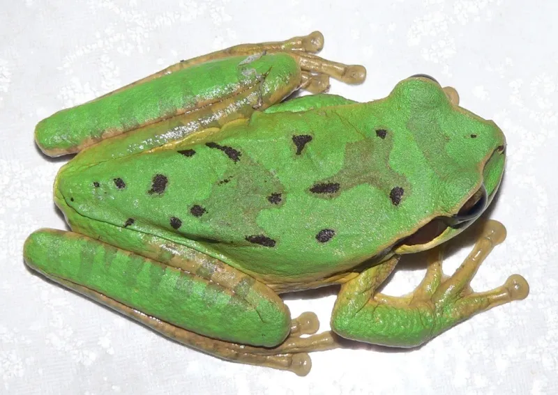 Foto