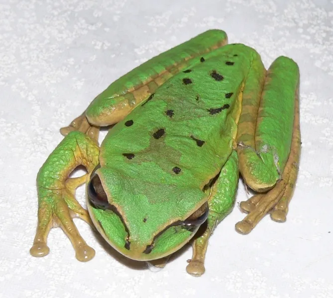 Foto
