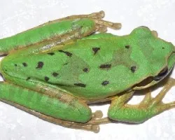 ranita