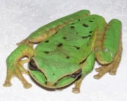 ranita