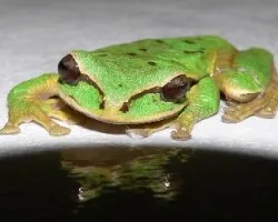 ranita
