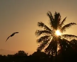ave y palmera