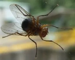 mosca