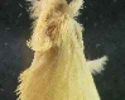 palomilla extraña
