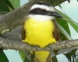 Pitangus sulphuratus