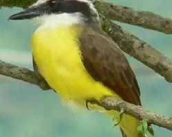 Pitangus sulphuratus
