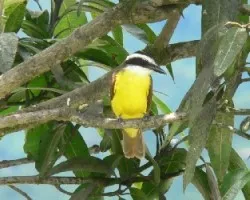 Pitangus sulphuratus