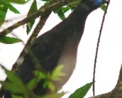 pava en tapanti