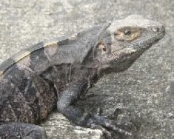 iguana en el puente del tarcoles