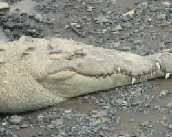 lagarto