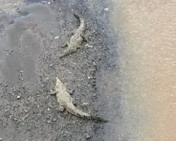 pareja de lagartos