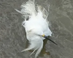 blanquita