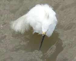 blanquita