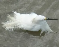 blanquita