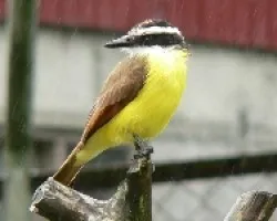 Pitangus sulphuratus