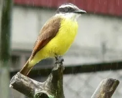 Pitangus sulphuratus