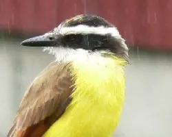 Pitangus sulphuratus
