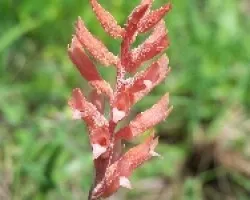 Stenorrhynchos lanceolatun