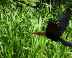 Phalacrocorax brasilianus