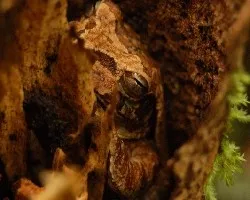 Smilisca baudinii