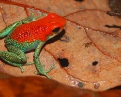 Oophaga granuliferus 2