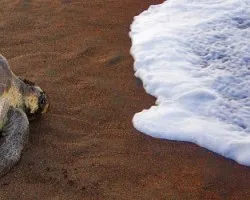 Lepidochelys olivecea