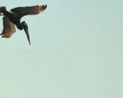 Vuelo con luz