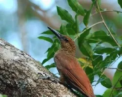 Trepapalitos - D.sanctithomae